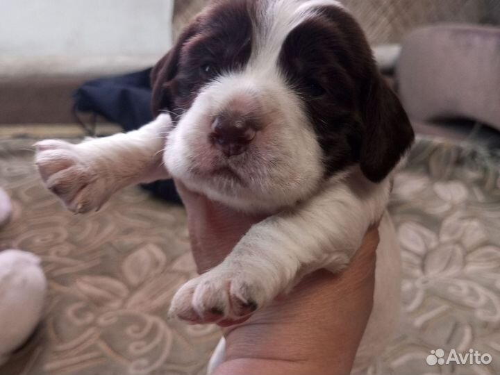 Щенки русского охотничего спаниеля