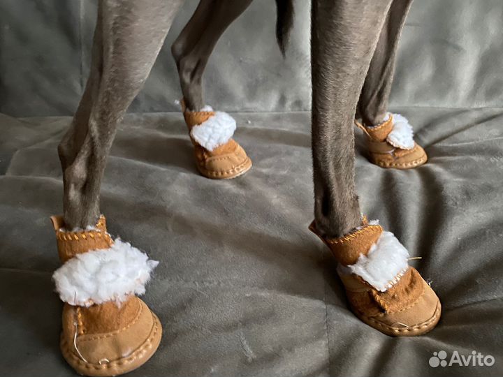 Ботинки для маленьких собак