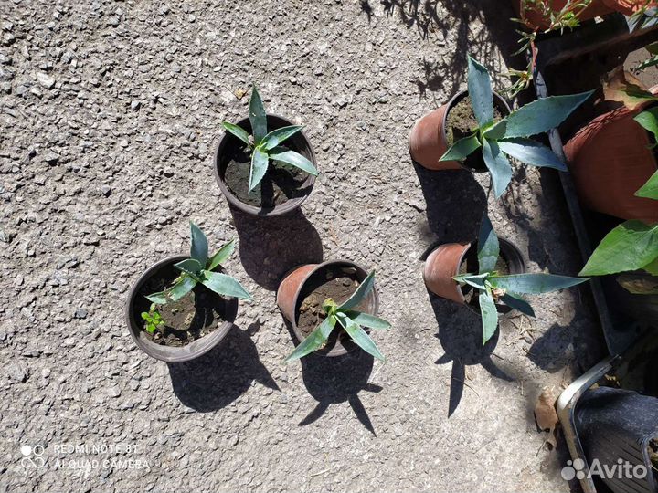 Агава голубая опунция магнолия