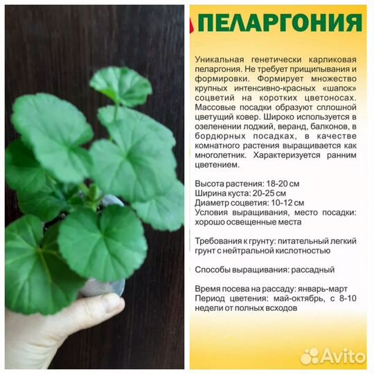 Пеларгония