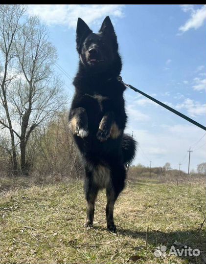 Собака метис овчарки и лайки, 1 год