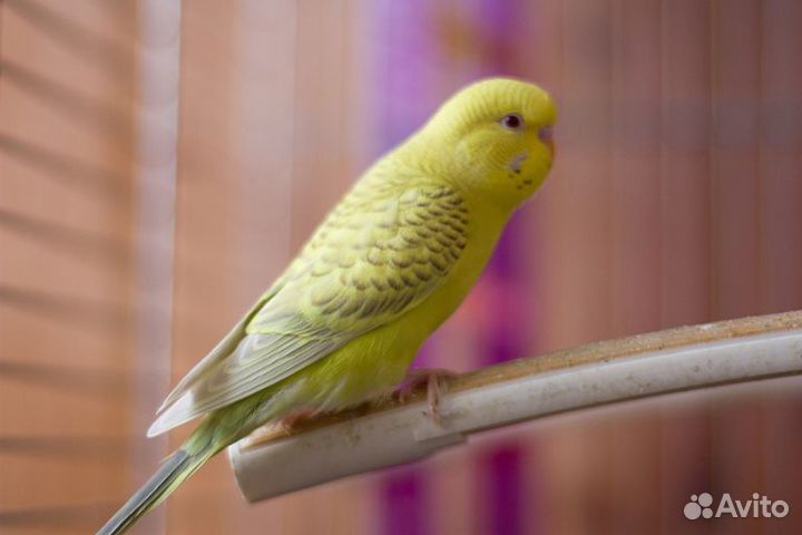 Птенцы волнистого попугая самые необычные цвета