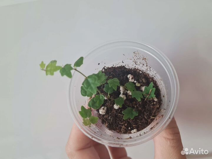 Фикус пумила сноуфлейк вишес керли дуболист миним