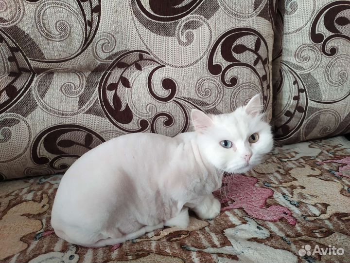 Кошечка в добрые руки
