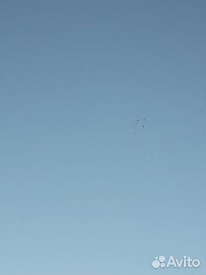 Продажа голубей