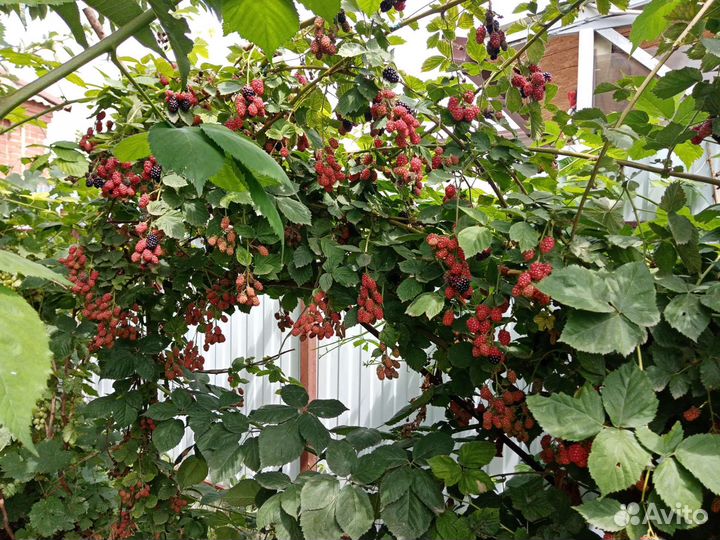 Суперурожайная бесшипая ежевика Торнфри ежемалина