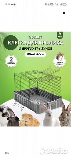 Африканский ежик