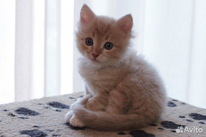 Котятки на счастье