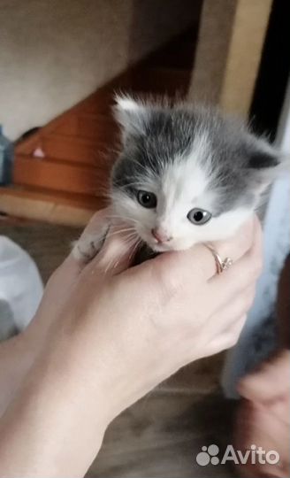 Котенок бесплатно