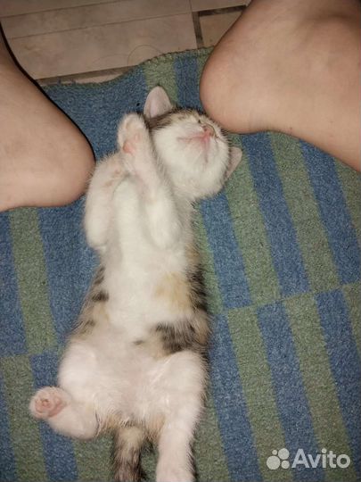 Кошка в дар