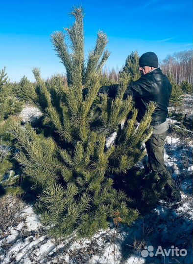 Елка сентябрьская пушистая опт