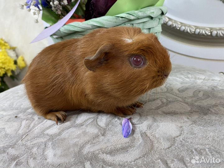 Заморская свинка