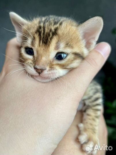 Продам бенгальских котят