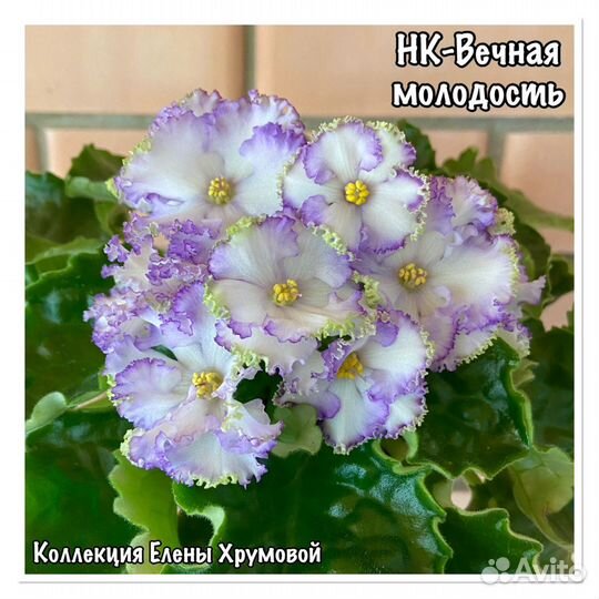 Узамбарские фиалки