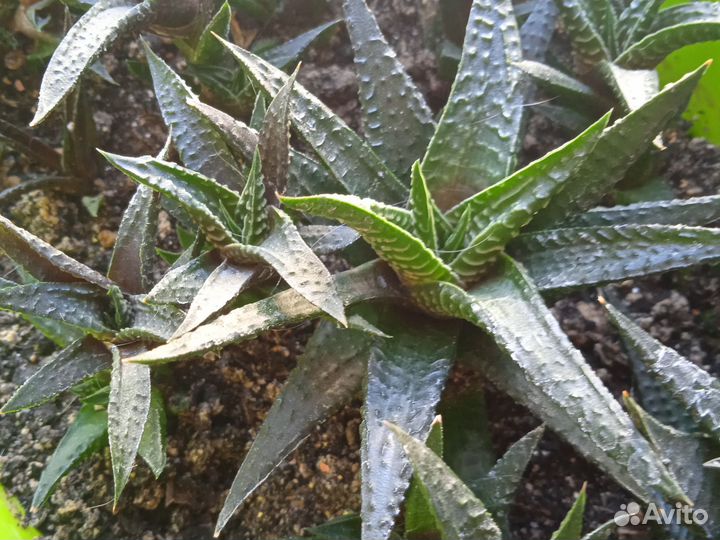 Кактусы и суккуленты