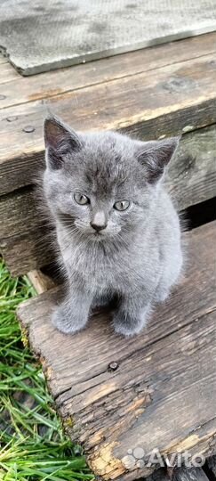 Котята русская голубая