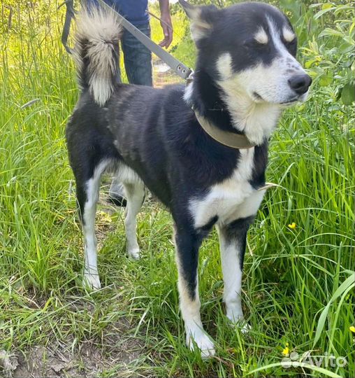 Сибирский хаски