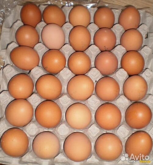 Домашние куриные яйца, сало, утки, куры