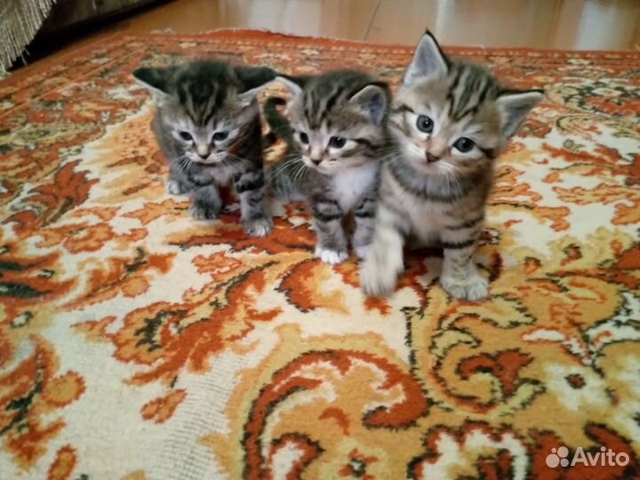 Кошка в добрые руки