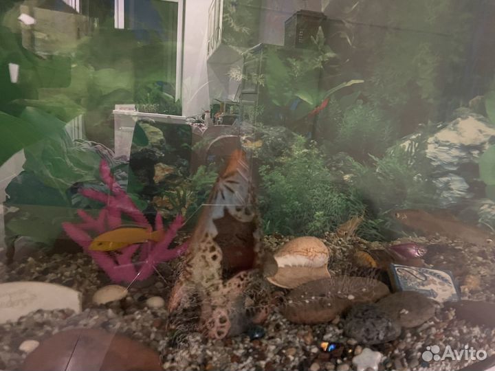 Аквариум с рыбками