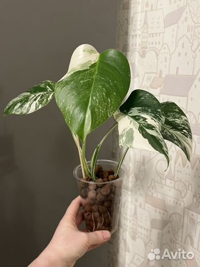 Монстера альба