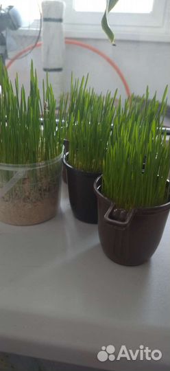 Трава для кошек