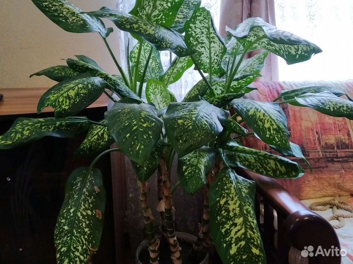 Диффенбахия