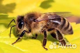 Пчелосемьи