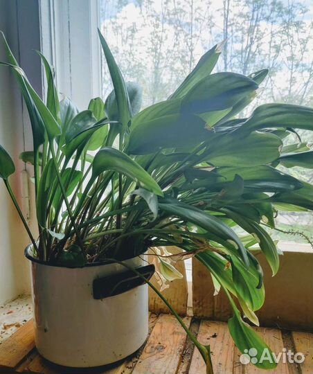 Пышный Дримиопсис