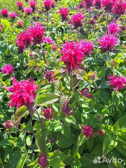 Цветы монарда