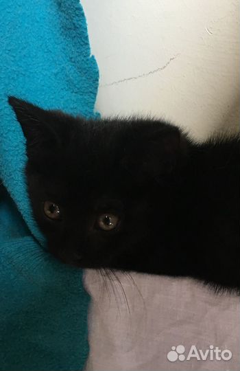 Черный котенок мальчик