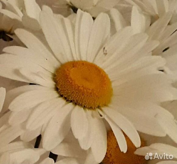 Ромашка (нивяник) садовая