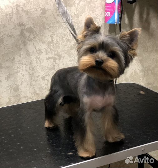 Стрижка собак, кошек.Груминг.Чистка Зубов