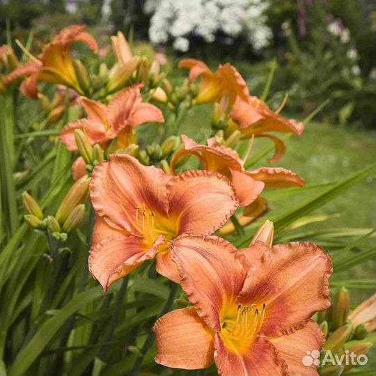 Лилейники желтые, оранжевые, брусничные