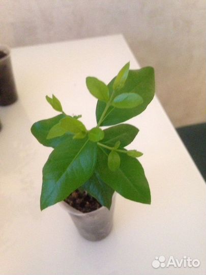 Мирт крупно и мелко листный