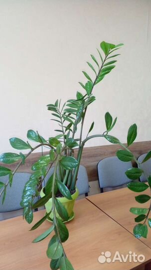 Замиокулькас