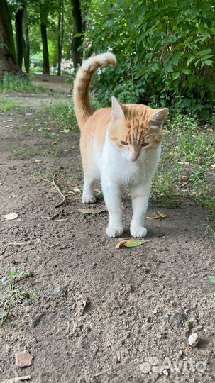 Рыжик живет в переноске, на улицу ему нельзя