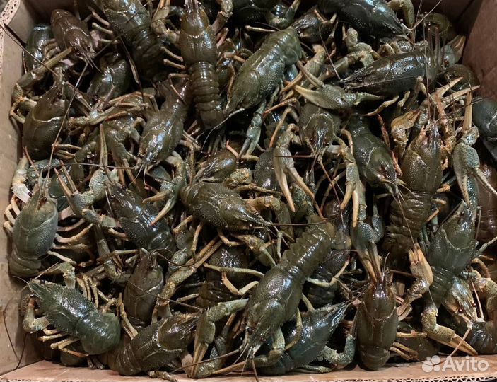 Раки сотрудничество с рыбаками