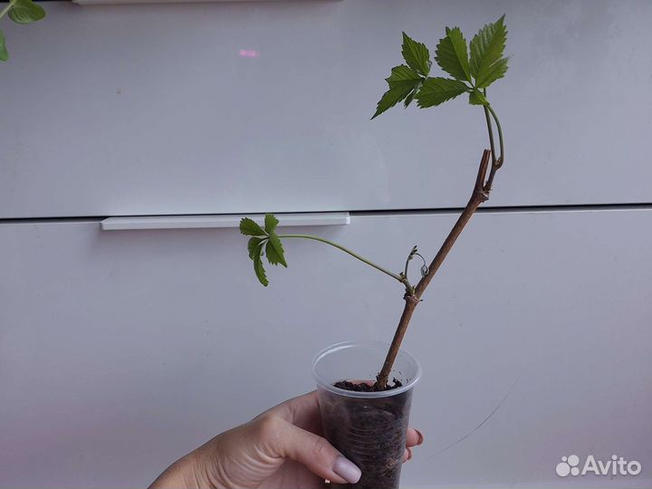 Девичий виноград