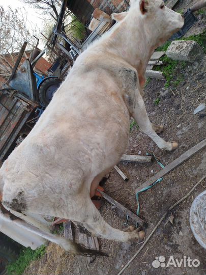 Коровы дойные молочные