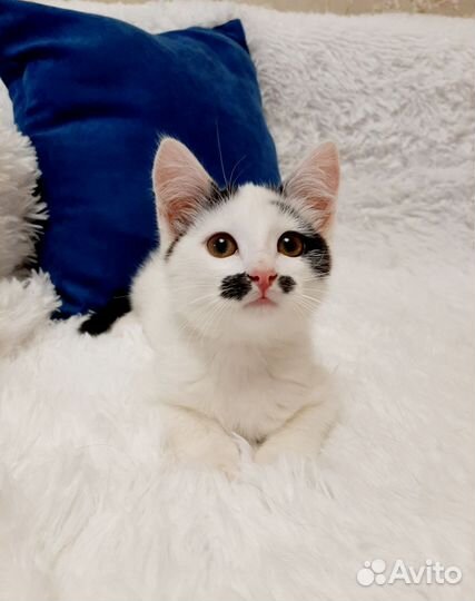 Супер ласковая девочка в добрые руки