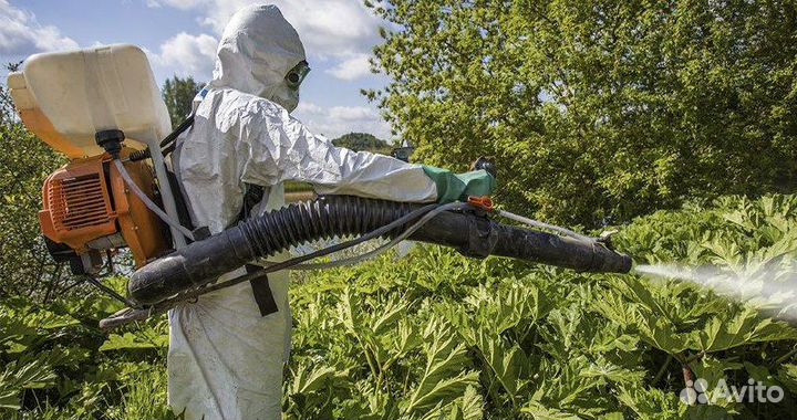 Уничтожение борщевика