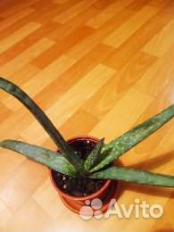 Цветы домашние