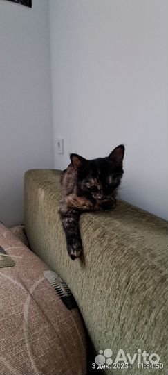 Котята