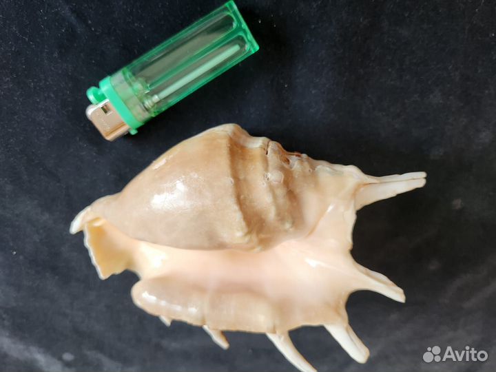 Морские ракушки раковины большие