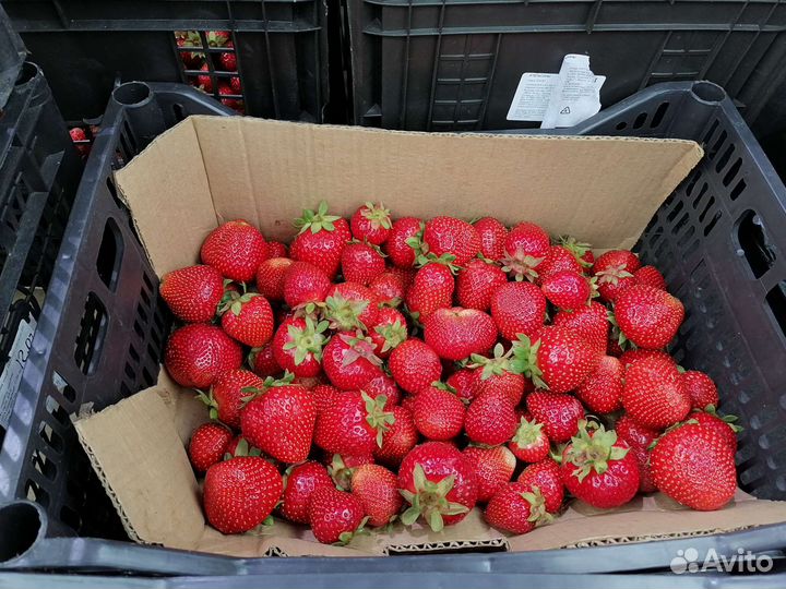 Клубника Байкальская