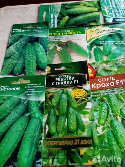 Рассада кабачков, тыквы, огурцов, патиссонов