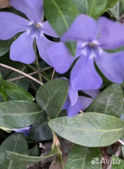 Барвинок ростки -почвопокровник