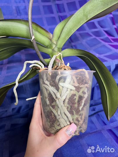 Орхидея фаленопсис
