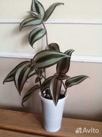 Традесканция Зебрина бургунди